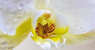 Orchidée Impériale Rich Cream – Exclusive Sensory Pleasure