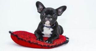 Pretty Little Things: A New Collection For Pets From Gucci